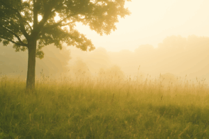 peaceful meadow in the morning with a light fog.